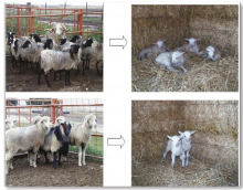 Unique sheep breeds studied at US MARC