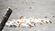 Pelican migration moves through Clay County