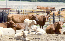 Outlook for beef prices less than ideal amid pandemic
