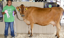 4-H’ers compete in Dairy Cattle show