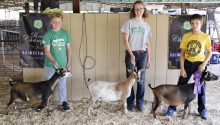 4-H’ers participate in Dairy Goat Show