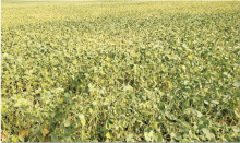 Ag Update: Soybean Harvest is Nearing