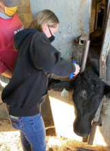 Sandy Creek FFA cattle project focuses on sustainability, giving back to school