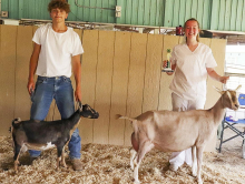Clay Co. hosts Regional Dairy Goat Show