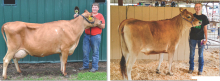 Youth compete in regional 4-H Dairy Show