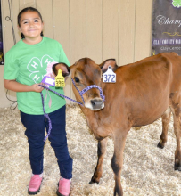 4-H’ers compete in Dairy Cattle show