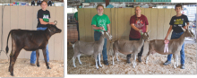 Youth compete in regional 4-H Dairy Show